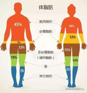 人体成分分析仪